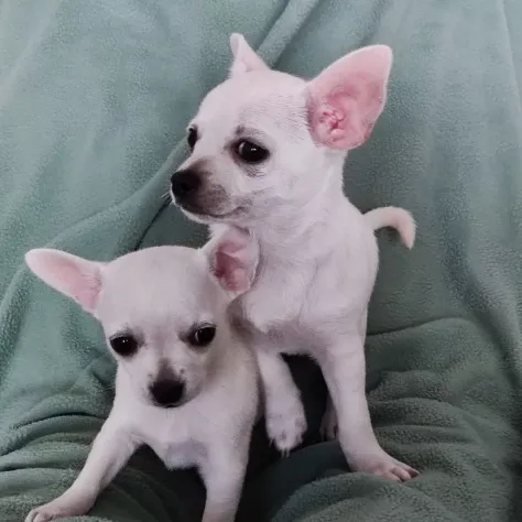 Cuccioli di Chihuahua - Foto 2