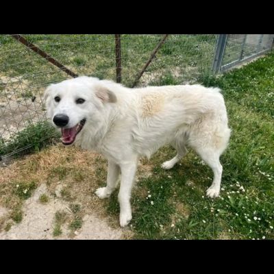 GERICO UNA MERAVIGLIA IN GABBIA CANE IN ADOZIONE - Foto 7