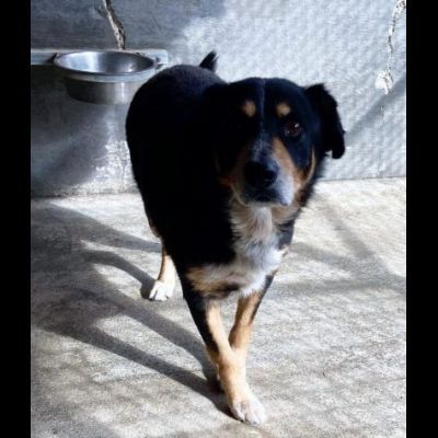 UN'OCCASIONE ANCHE PER GATSBY CAGNOLINO IN ADOZIONE - Foto 6