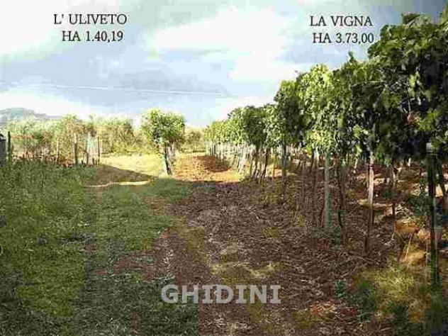 TERRENO AGRICOLO di 10 vani e di 310 mq (ROCCASTRADA - MONTEMASSI) rif. 1891.260M - Foto 18