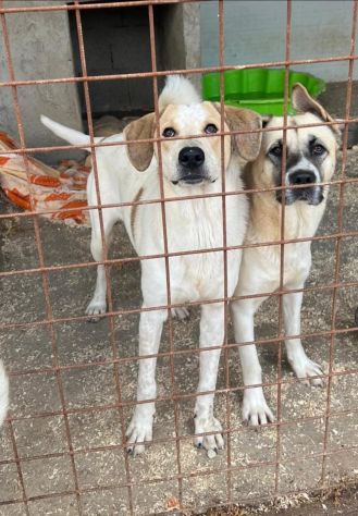 Carotino cucciolo in adozione - Foto 4