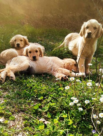 Golden retriever cuccioli - Foto 5