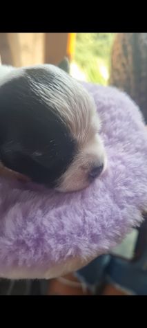 Cuccioli di chihuahua - Foto 2