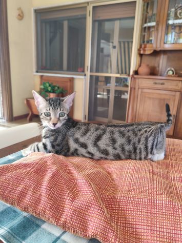 GATTINI MERAVIGLIOSI - Foto 7