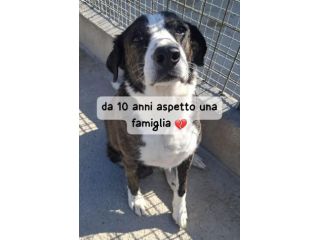 GIOVE 10 ANNI taglia media grande