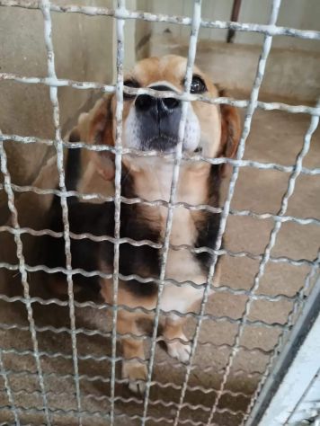 VERCINGETORIGE UN 'OPPORTUNITÀ DI VITA CAGNOLINO IN ADOZIONE - Foto 8