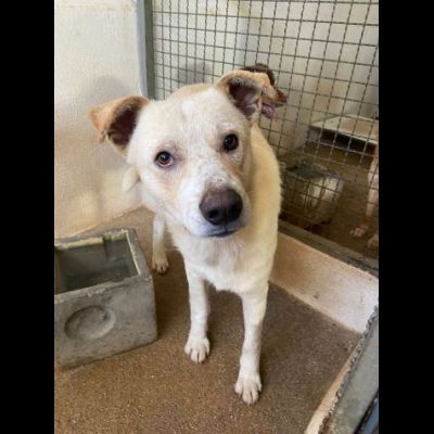 LIVIO UNA SPERANZA PER LUI, CANE IN ADOZIONE TG MEDIA
