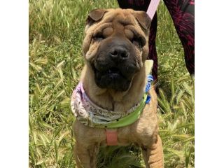 Anita , simil sharpei da adottare
