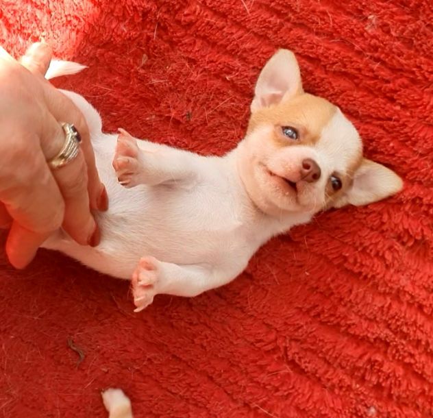 Chihuahua femmina pedigree - Foto 2