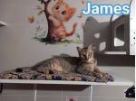 JAMES dolce micio in adozione!