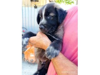 Ulisse cucciolo