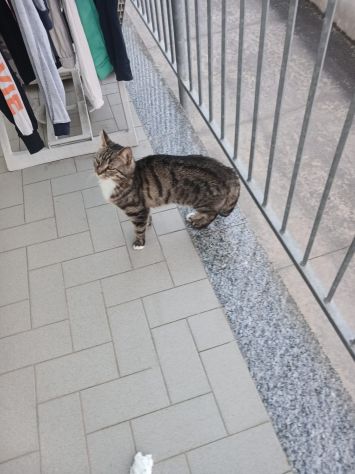GATTTI E GATTINI AMOREVOLI - Foto 9