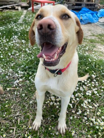 Lily 2 anni mix labrador - Foto 2