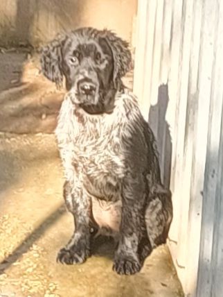 Cucciolo springer