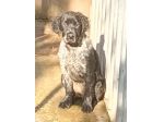 Cucciolo springer