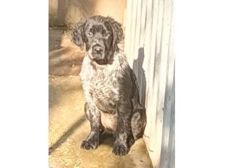 Cucciolo springer