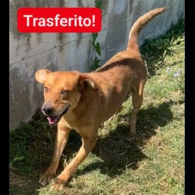 VICTOR TIMIDO E TRANQUILLO, CAGNOLINO IN ADOZIONE - Foto 2