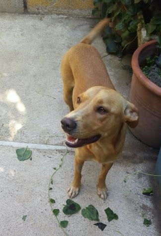 MINO, cucciolo minacciato - Foto 4