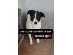 DRED 7 ANNI TAGLIA MEDIA IN CANILE