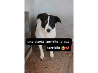 DRED 7 ANNI TAGLIA MEDIA IN CANILE