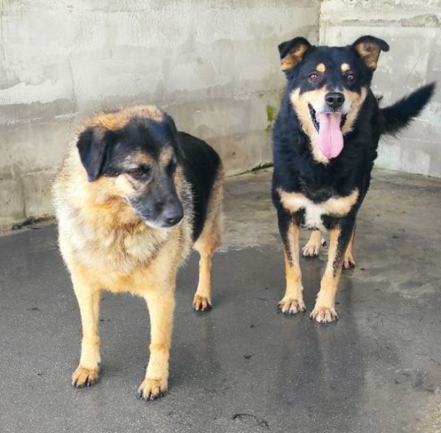 CANE IN ADOZIONE: CAFFE', taglia media. - Foto 9