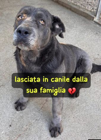 SAMANTHA CANE CORSO 3 ANNI Taglia grande