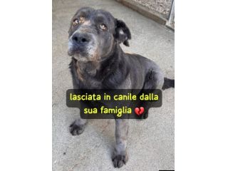 SAMANTHA CANE CORSO 3 ANNI Taglia grande