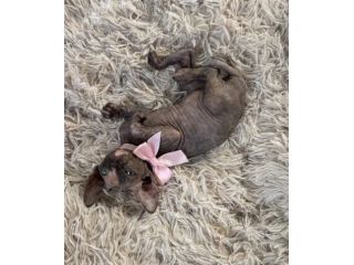 Sphynx gatto nudo