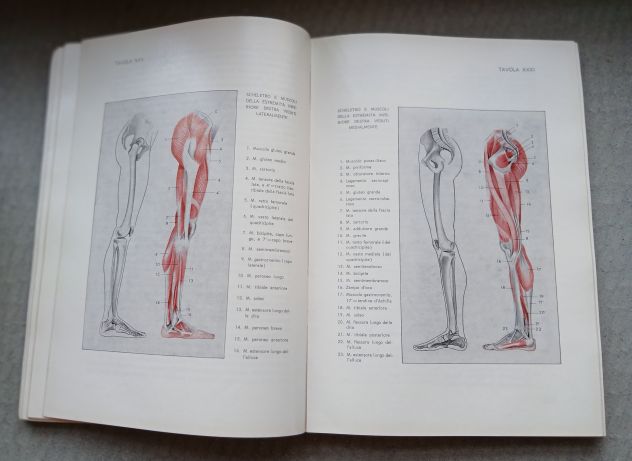 ANATOMIA PER GLI ARTISTI, Ed. F.lli Lega 1968. - Foto 7