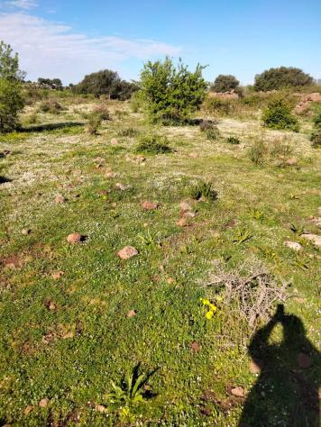 Terreno in vendita a Francofonte - Foto 6