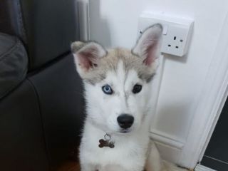 Regalo Cuccioli di siberian husky