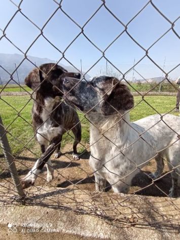 CUCCIOLONE IN ADOZIONE: JAGO - Foto 5