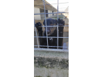 AARON coccolone e amorevole cane in adozione