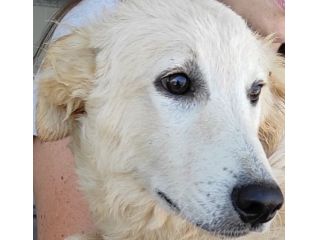 DUCCIO GIOVANE CAGNOLINO IN ADOZIONE