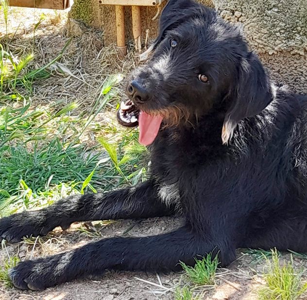 Jerry dolcissimo spinone in adozione - Foto 3