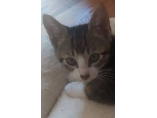 Gattino cerca famiglia