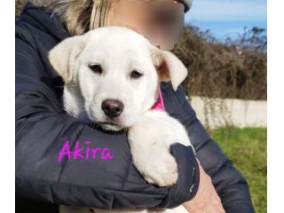 La dolcezza di AKIRA, simil labrador, aspetta il tuo Amore. Adottalo subito!