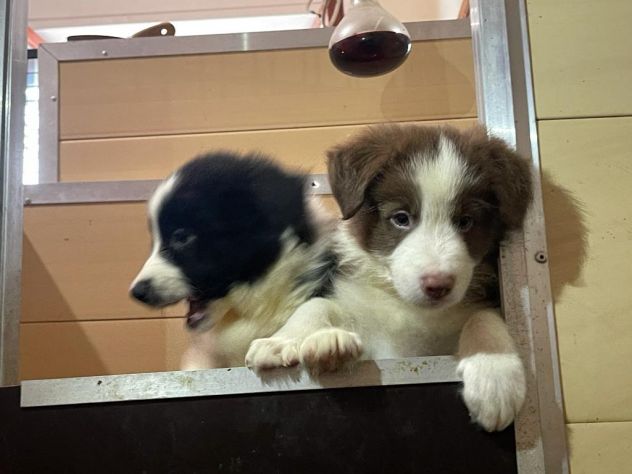 Cuccioli di Border Collie di alta genealogia - Foto 4