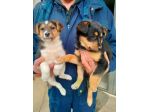 Cuccioli di Jack Russell per Beagle