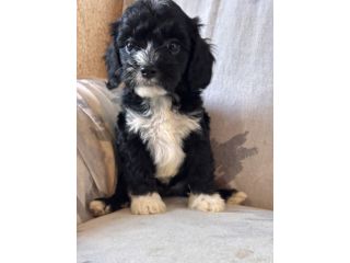 Cucciolo di cane Cavapoo