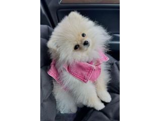 VOLPINO SPITZ di POMERANIA CUCCIOLI bianchi - pagamento rate 12 mesi