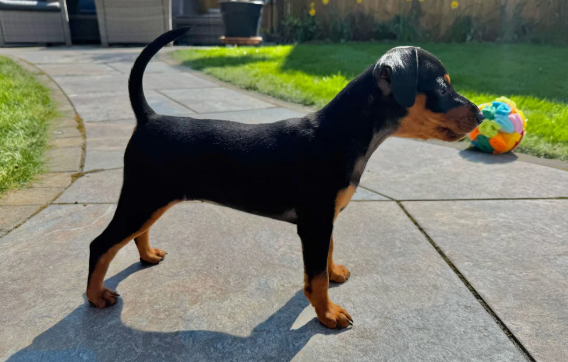 Eccezionali cuccioli pinscher