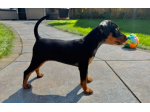 Eccezionali cuccioli pinscher