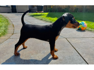 Eccezionali cuccioli pinscher