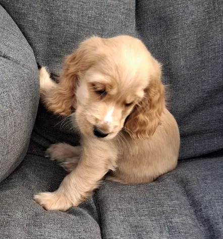 Cuccioli di Cocker Spaniel. - Foto 4