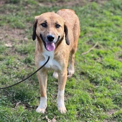 I CUCCIOLI DIMENTICATI ZACK e ZELDA tg medio contenuta, cane in adozione - Foto 8