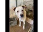 LIVIO UNA SPERANZA PER LUI, CANE IN ADOZIONE TG MEDIA