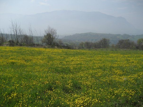 Ampia Tenuta Agricola in Abruzzo - Foto 9