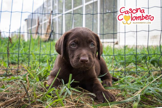 LABRADOR RETRIEVER CUCCIOLI MARRONE - Foto 6