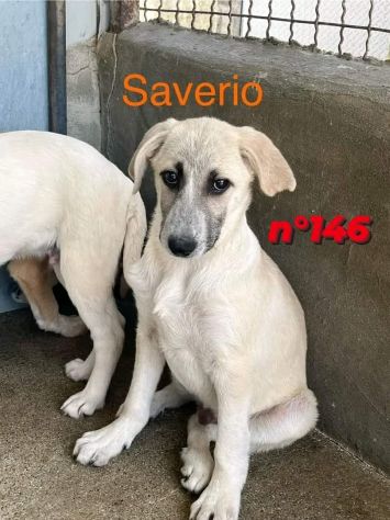 SAVERIO CUCCIOLO IN ADOZIONE - Foto 3